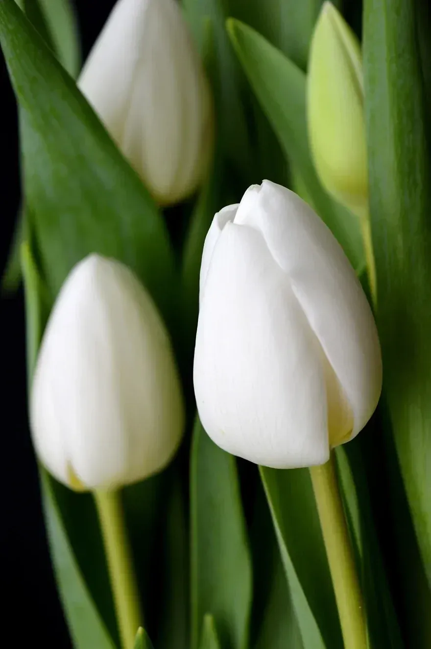 Hình nền hoa tulip: 100+ ảnh tuyển tập đẹp nhất cho màn hình thiết bị · ảnh 1