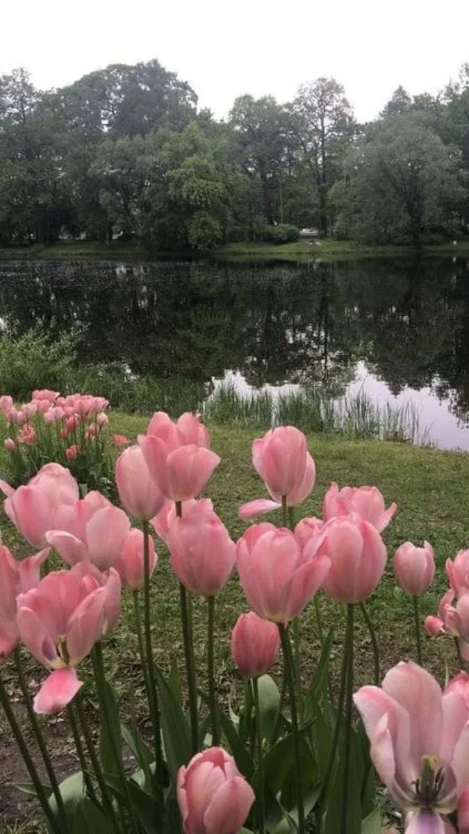 Hình nền hoa tulip: 100+ ảnh tuyển tập đẹp nhất cho màn hình thiết bị · ảnh 2