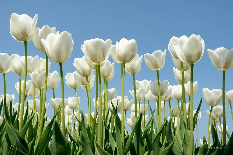Hình nền hoa tulip: 100+ ảnh tuyển tập đẹp nhất cho màn hình thiết bị