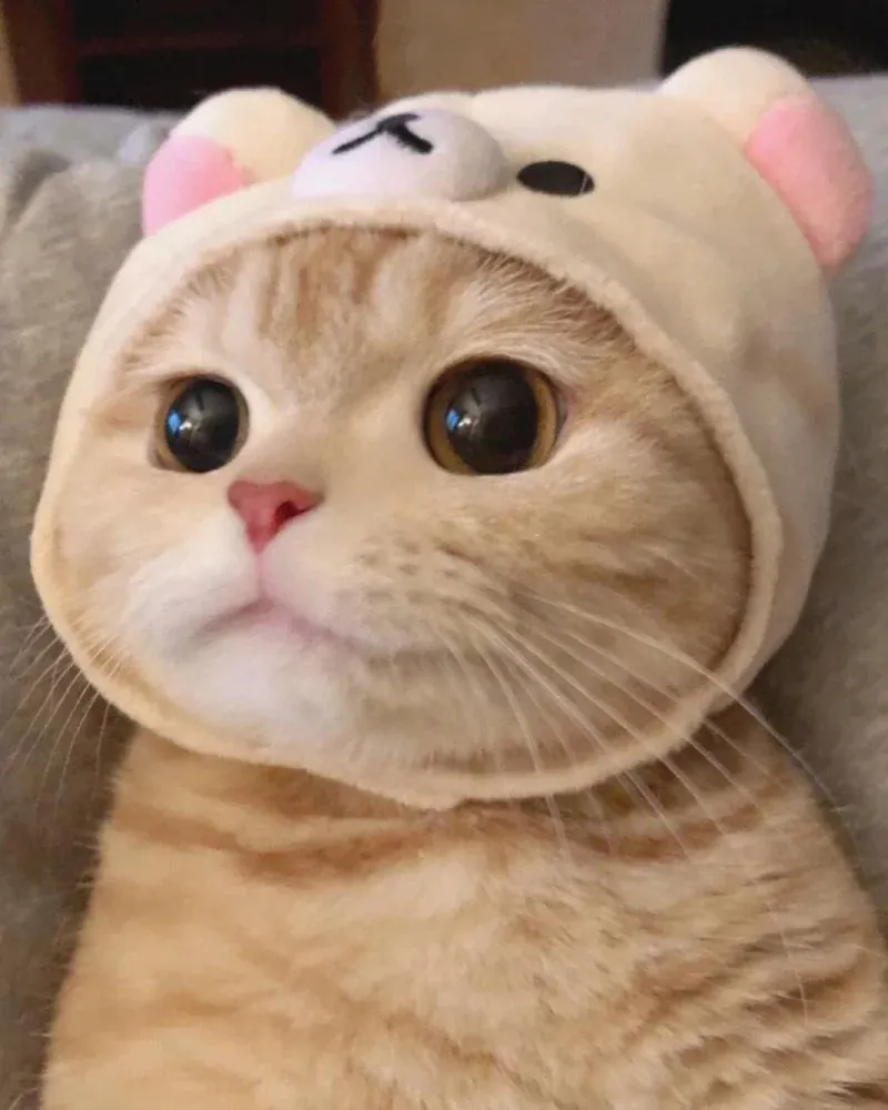 Ngắm trọn Avatar ảnh mèo cute — album ảnh chọn lọc 2026