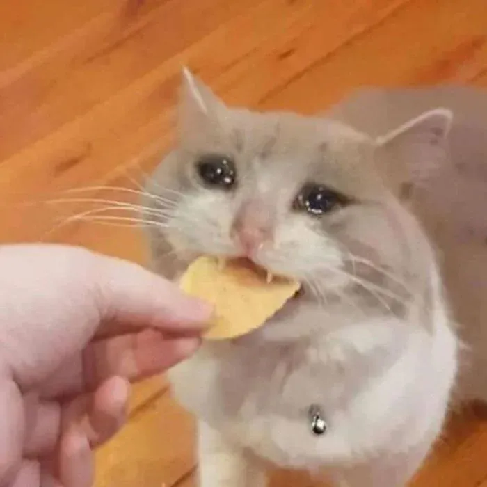 Tuyển tập 100+ meme mèo khóc hài hước · ảnh 2