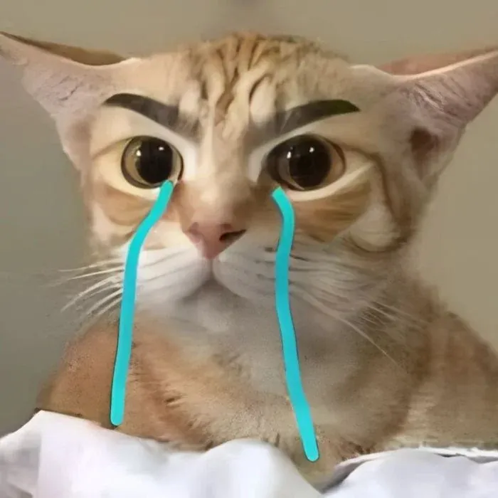 Tuyển tập 100+ meme mèo khóc hài hước · ảnh 3