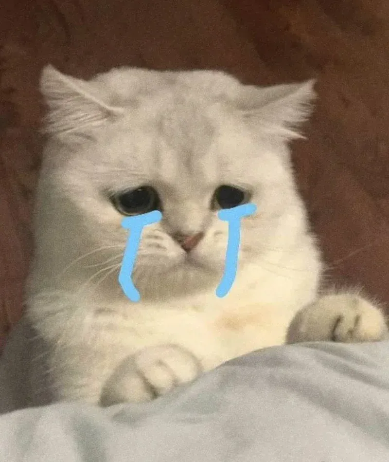 Tuyển tập 100+ meme mèo khóc hài hước